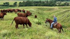 Trump-Voting Ranchers Stung by Tariffs and Soaring Costs